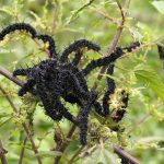 pexels-photo-17203532