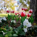 pexels-photo-36780720